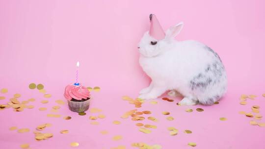 一只可爱的兔子戴着派对帽看着蛋糕