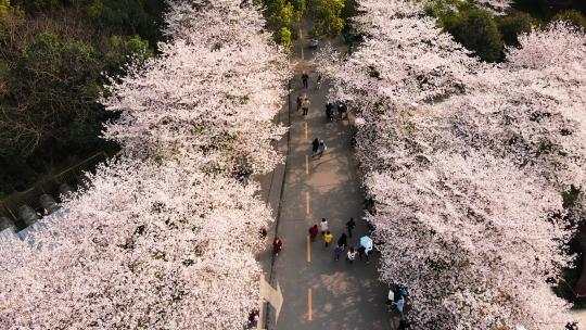 航拍春天樱花季武汉大学校园樱花树下的游客