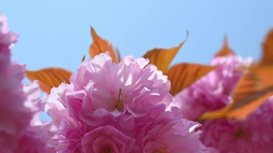 春天盛开的粉红樱花晚樱和蓝色的天空慢镜头