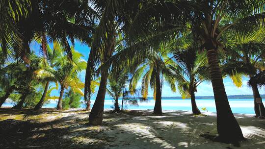椰子树下的海滩风光