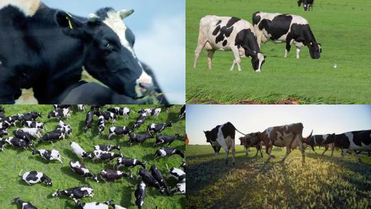 [合集]养奶牛的牧场吃草