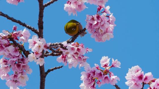 春暖花开树枝上的黄鹂鸟