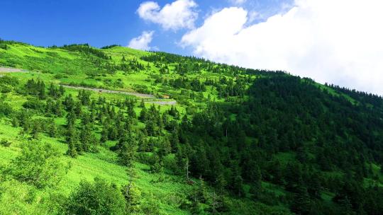 翠绿山峦自然风景，鸟语花香，静心舒压