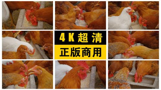 鸡吃饲料多镜头养鸡场