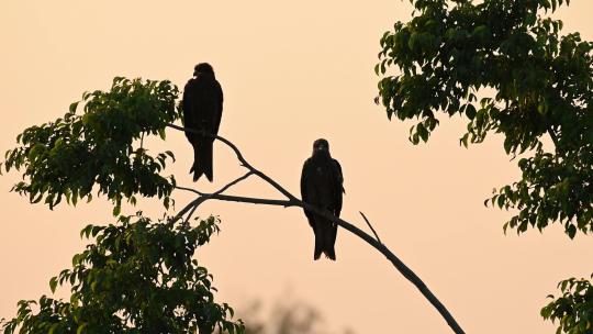 夕阳晚霞鸟群湿地鸟树上栖息