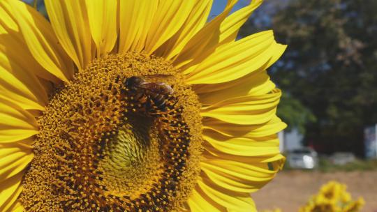 勤劳的小蜜蜂在向日葵上采蜜