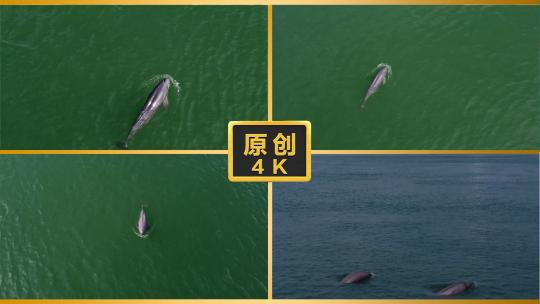 江豚长江的微笑长江大保护环境保护长江江豚高清在线视频素材下载