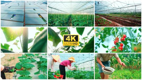 农业大棚蔬菜种植培育务农番茄黄瓜4k高清在线视频素材下载