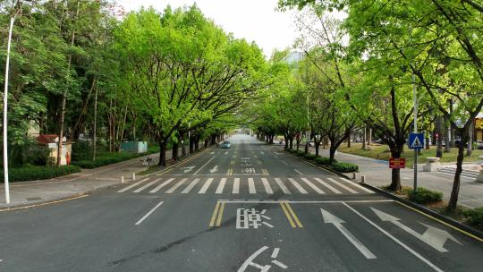 城市道路春天绿植绿化