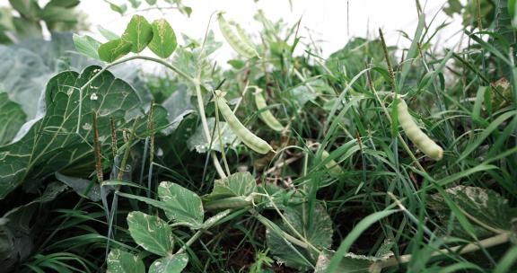 绿色农作物蚕豆豌豆
