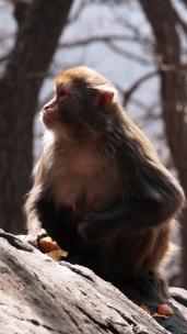 连云港花果山景区进食的猴子