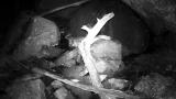 夜晚森林动物监视器高清在线视频素材下载