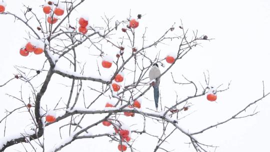 雪中柿子树上的灰喜鹊正在翩翩起舞