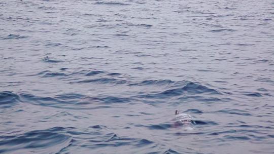 跳跃在一条小船附近的海豚家庭