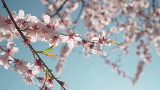 春天阳光下盛开的桃花