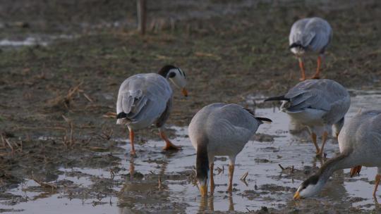 停留在湿地旁进食的国家保护动物斑头雁