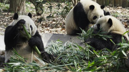 三只吃竹叶的大熊猫
