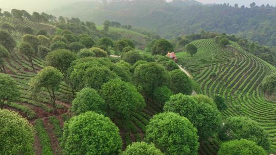 4K超清云南普尔航拍万亩茶园绿色生态采茶