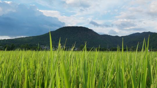 火山下的绿色稻田