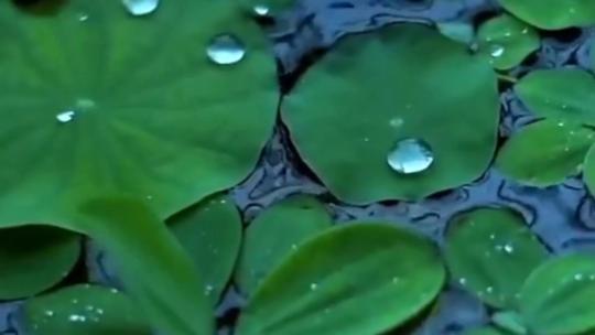 树叶下雨  雨滴滴在荷叶上 下雨小景 下雨