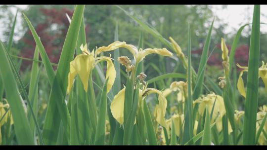 花卉 植物 阳光 逆光 花草 植被视频素材模板下载
