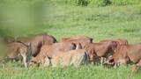 海南黄牛在农场悠闲地吃草高清在线视频素材下载