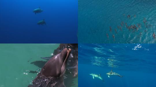 【合集】海豚 一群海豚 海豚跃出水面视频素材模板下载