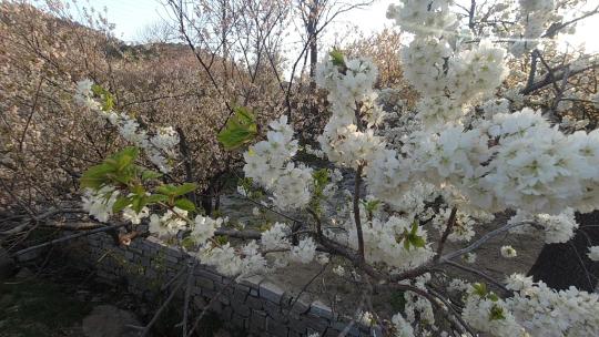 威海昆嵛山六度寺的樱桃花