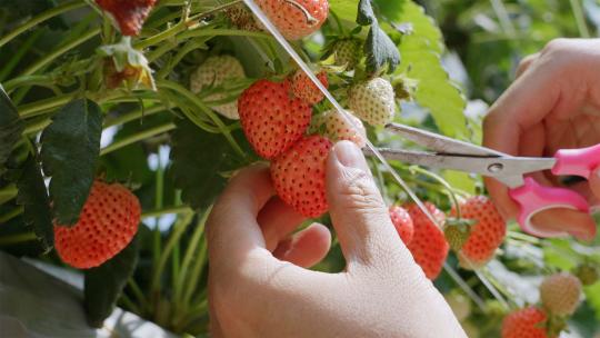水果农业基地大丰收草莓采摘