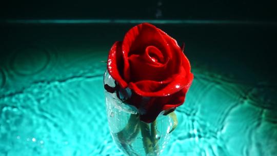 玫瑰花被泼水呈现水波纹视频素材模板下载