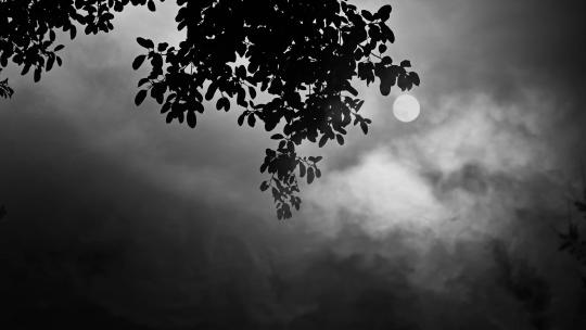 树梢月亮流云