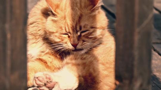 午后慵懒的小橘猫