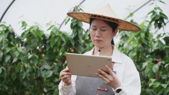 中年妇女农业科技人员在樱桃园使用平板电脑
