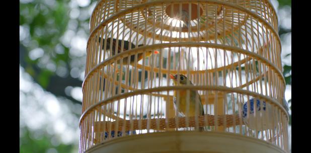 4K小鸟鹦鹉在笼子里活泼跳动