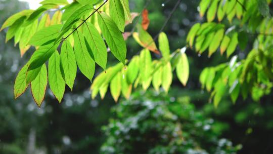 4k实拍唯美雨天雨水雨滴打在树叶
