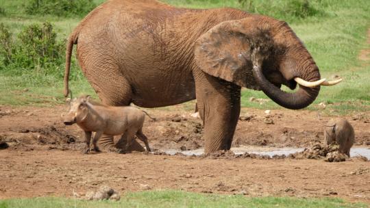 非洲象在水坑的野猪附近泼水喝水