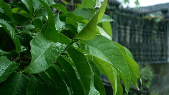 下雨 春雨