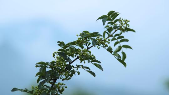 花椒树 绿色花椒