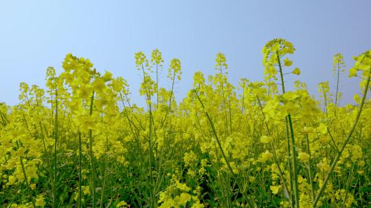 油菜花空镜