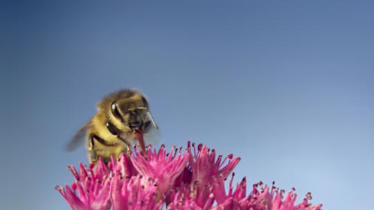 蜜蜂采花蜜视频素材模板下载