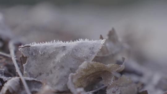 冬天枯叶上的白霜冰晶视频素材模板下载