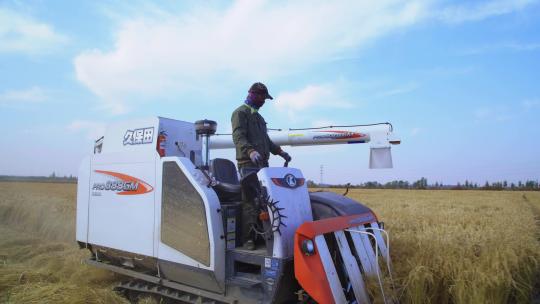 农田水稻收割视频素材模板下载