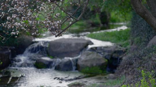 小溪 河水 山野 唯美意境 鲤鱼