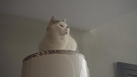 猫咪蹲坐在高处视频素材模板下载