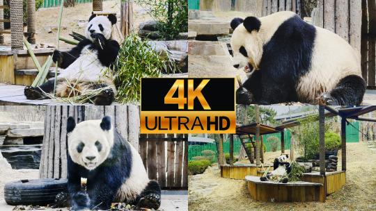 大熊猫吃竹子吃竹笋高清在线视频素材下载