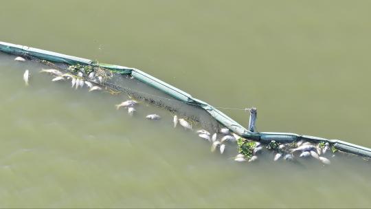 河水污染湖面死鱼漂浮视频素材模板下载