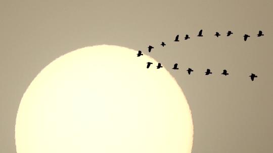 日落时分一群大雁从太阳前面飞过