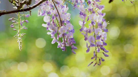 春天公园里的紫藤花开放了