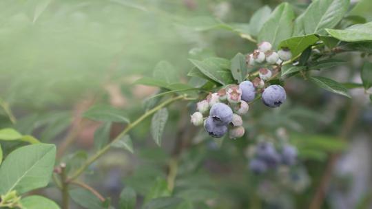 田间蓝莓
