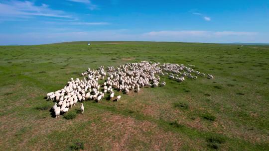 航拍蓝天下美丽的草原上缓慢移动的羊群